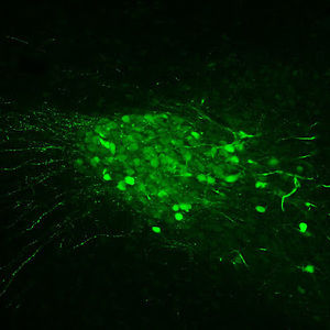 Meet your Posher, Vito s